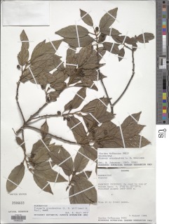Image of Frangula oreodendron