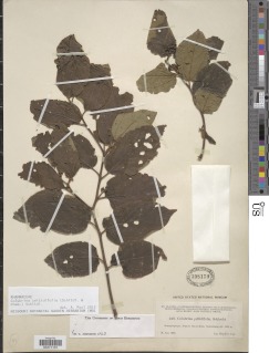Colubrina celtidifolia image