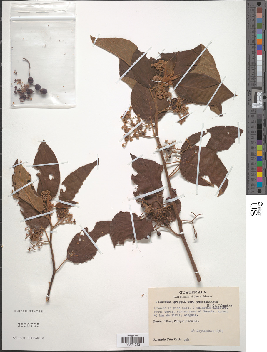 Colubrina greggii var. yucatanensis image