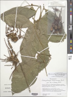 Pyrenacantha thomsoniana image