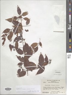Sageretia elegans image