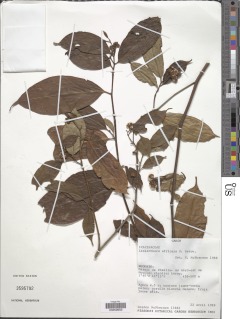Image of Lasianthera africana