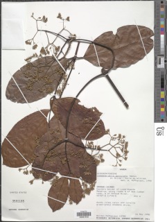 Image of Loeseneriella apiculata