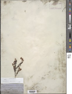 Ceanothus foliosus image