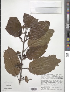 Colubrina glandulosa image