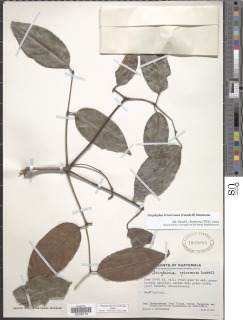 Staphylea tricornuta image