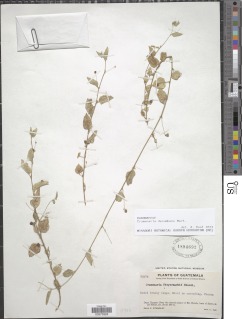Crumenaria decumbens image