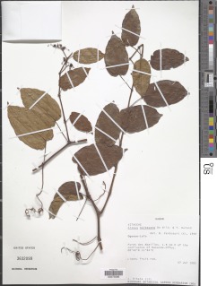 Image of Cissus barbeyana