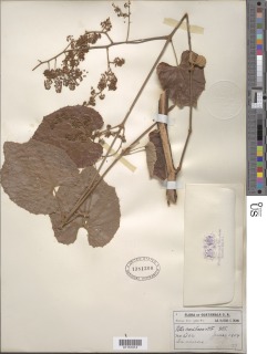 Vitis tiliaefolia image