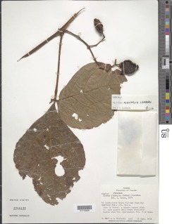 Image of Cissus flavifolia