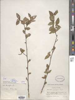 Melochia nodiflora image