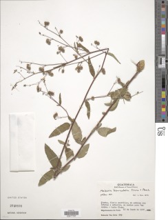 Melochia kerriifolia image