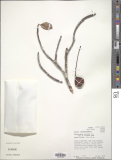 Image of Elaeocarpus serratus