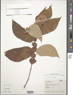 Image of Dicraspidia donnell-smithii