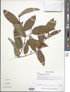 Image of Cissus diffusiflora