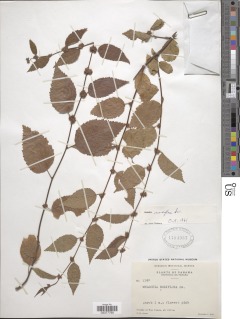 Melochia nodiflora image