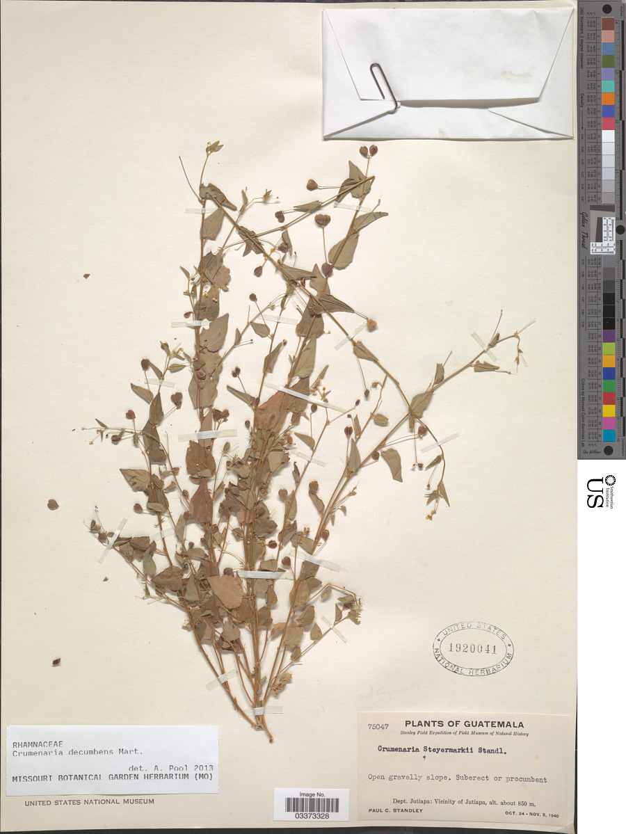 Crumenaria decumbens image