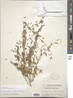 Image of Crumenaria decumbens