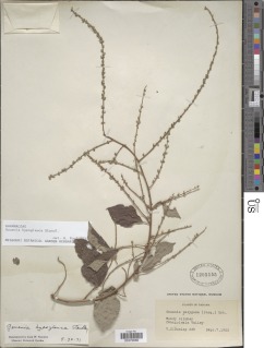 Image of Gouania hypoglauca