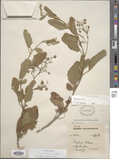 Hermannia oliveri image