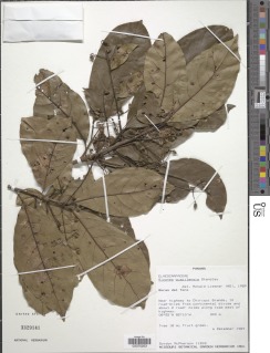 Sloanea guapilensis image