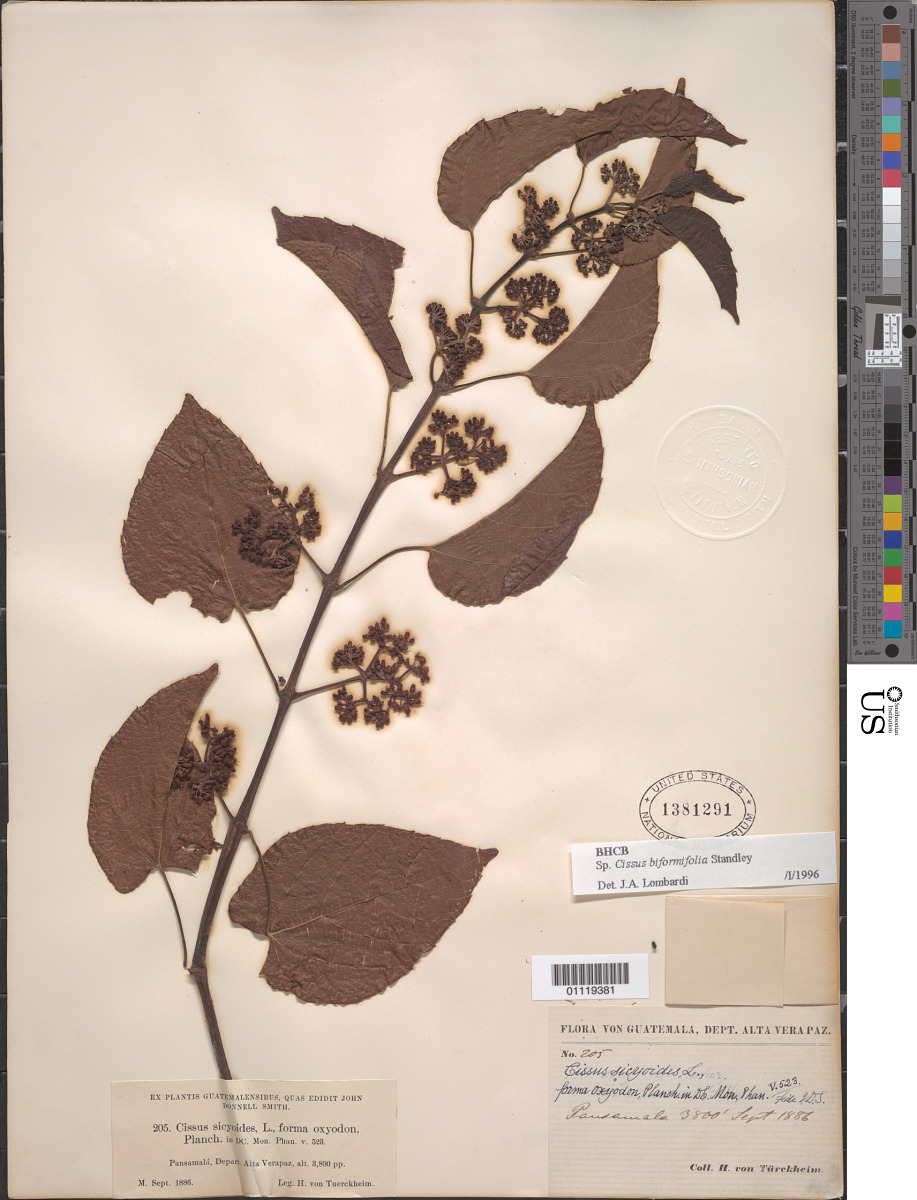 Cissus biformifolia image
