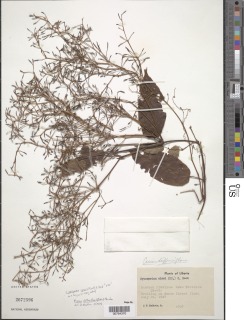 Cissus diffusiflora image