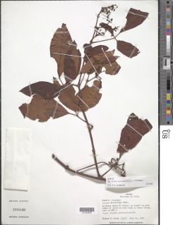 Cissus serrulatifolia image