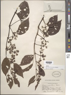 Image of Cissus biformifolia