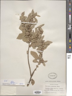 Waltheria glomerata image