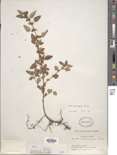 Melochia melissifolia image