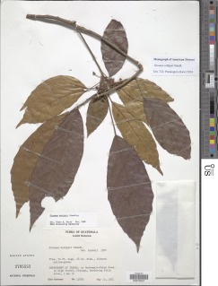 Image of Sloanea schippii