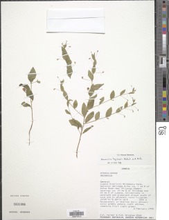 Hermannia tigreensis image
