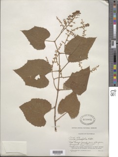 Vitis tiliaefolia image