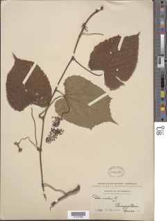 Image of Vitis tiliaefolia