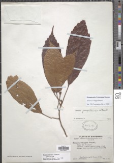 Sloanea schippii image