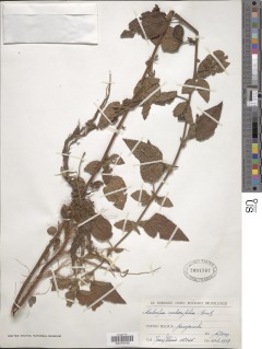 Melochia melissifolia var. mollis image