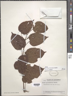 Cissus biformifolia image
