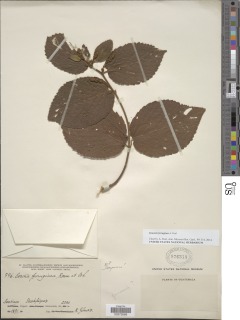 Image of Gouania ferruginea