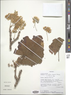 Dombeya rotundifolia image