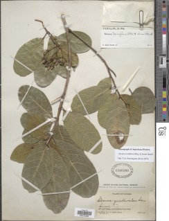 Sloanea terniflora image