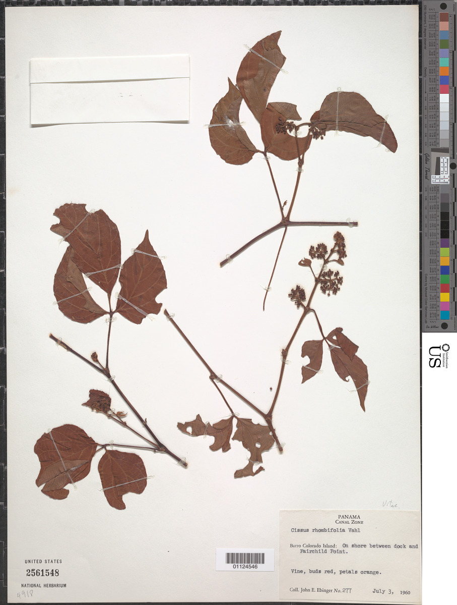 Cissus rhombifolia image