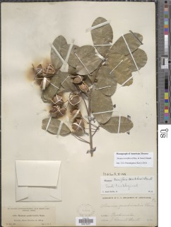 Image of Sloanea terniflora