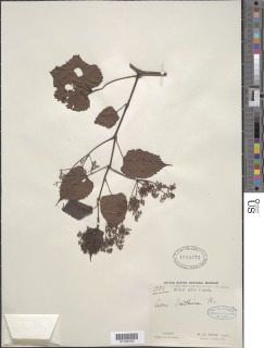 Cissus glaucophylla image