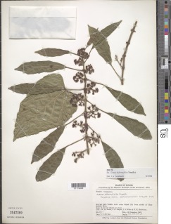 Image of Cissus biformifolia