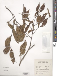 Scytopetalum pierreanum image
