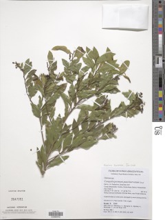 Campylospermum paucinervatum image