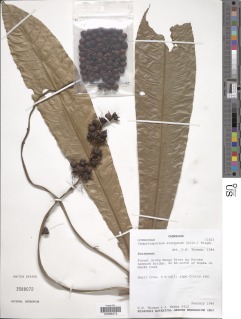 Campylospermum elongatum image