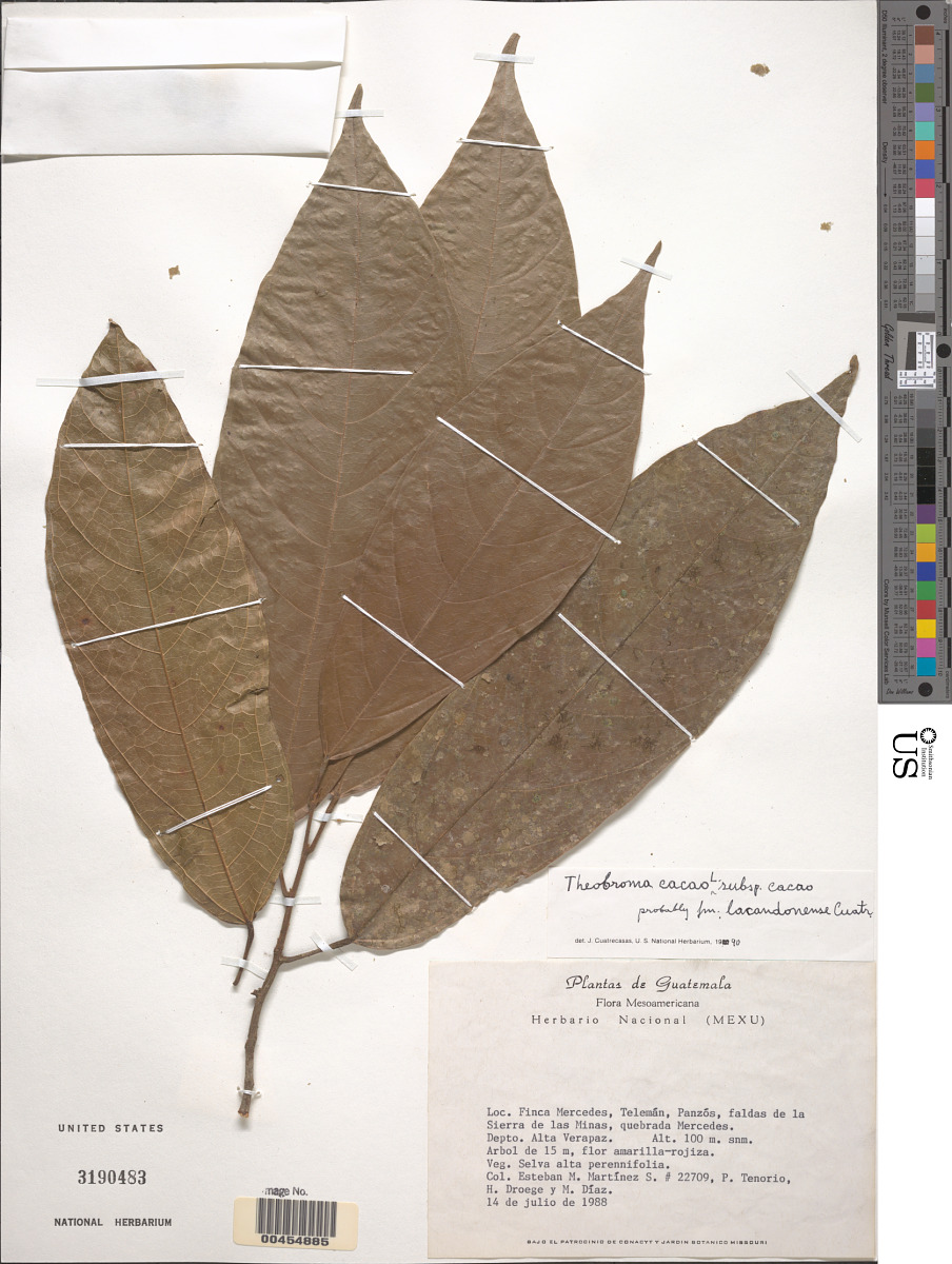 Theobroma cacao f. lacandonense image