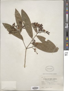 Image of Ochna multiflora